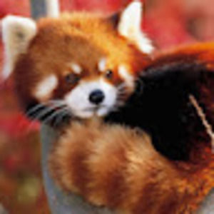 Meet your Posher, Shealan